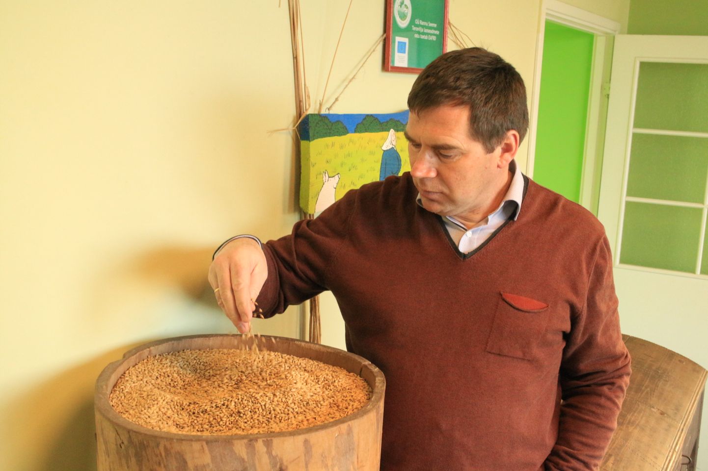 Eesti suuremate seemnekasvatajate hulka kuuluv Madis Ajaots teeb ka ise pidevalt katseid.
