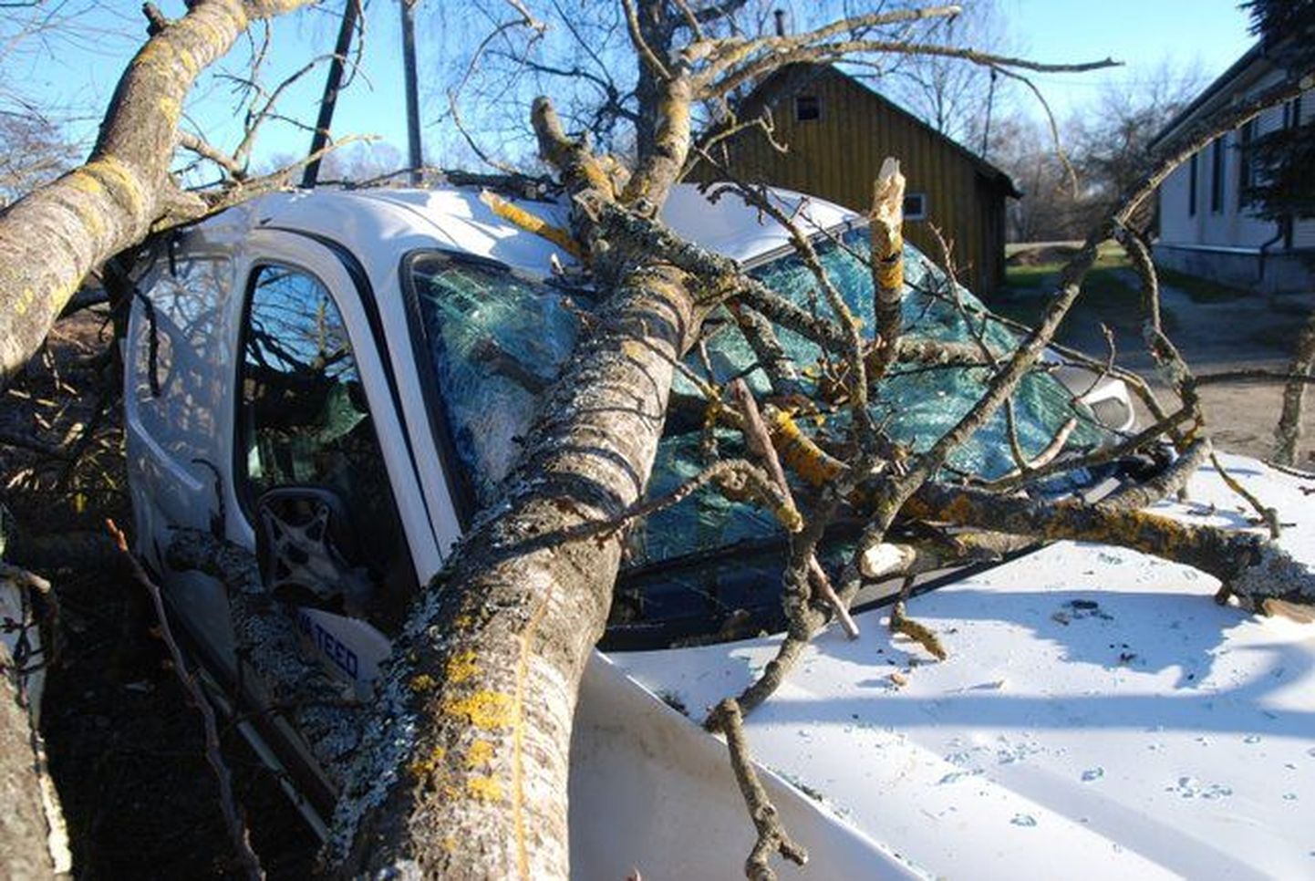 Дерево упало на автомобили