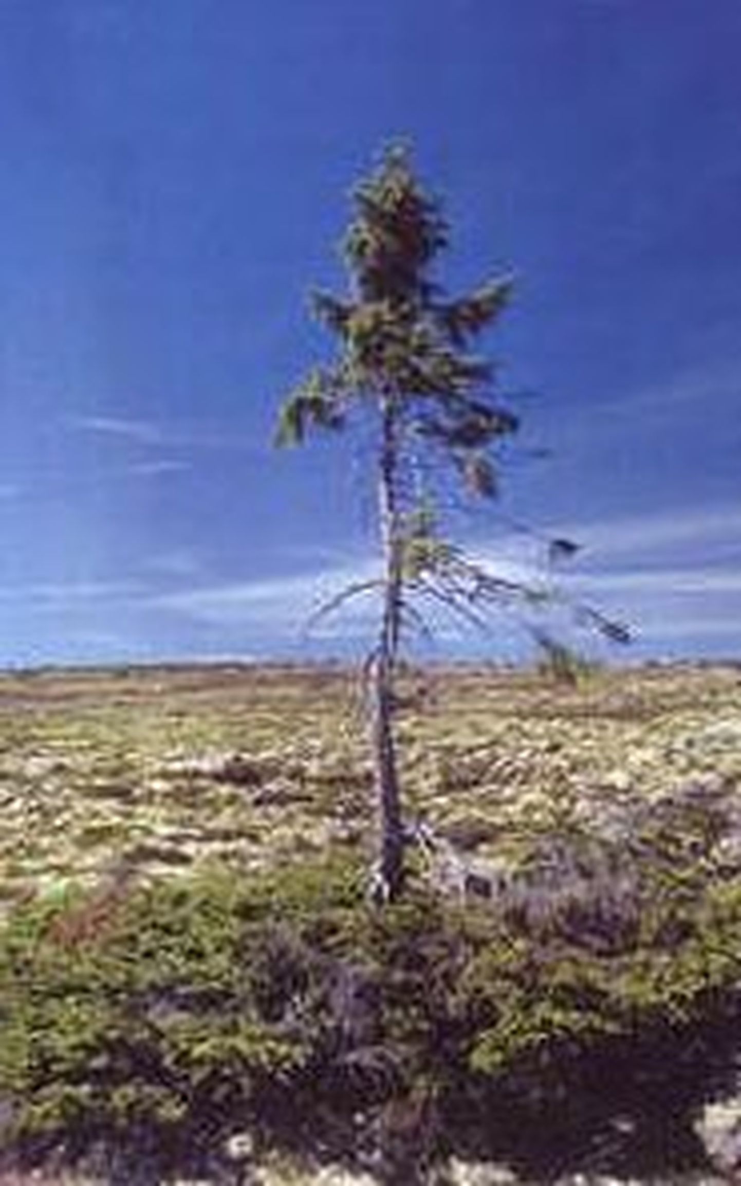 Rootsist leiti maailma vanim puu