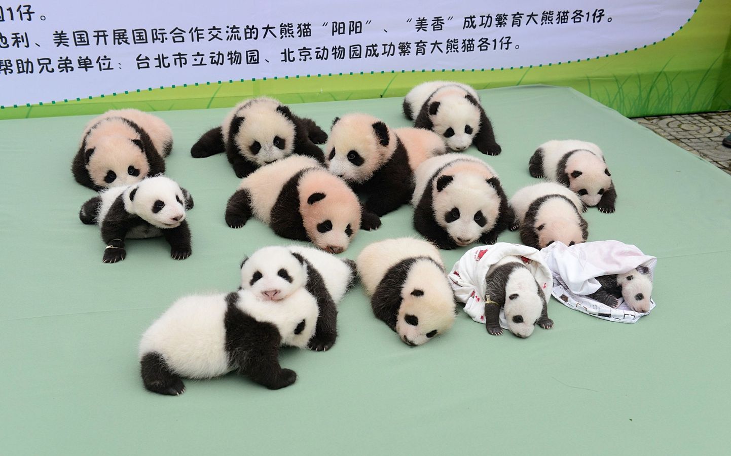 Детеныши панды.