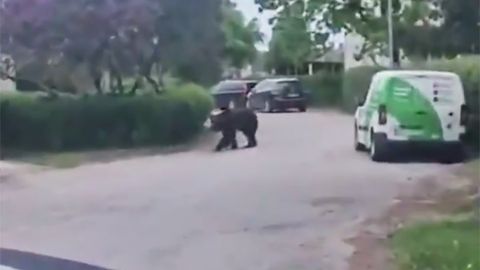 Jēkabpilī ieklīdušais lācis pametis pilsētu
