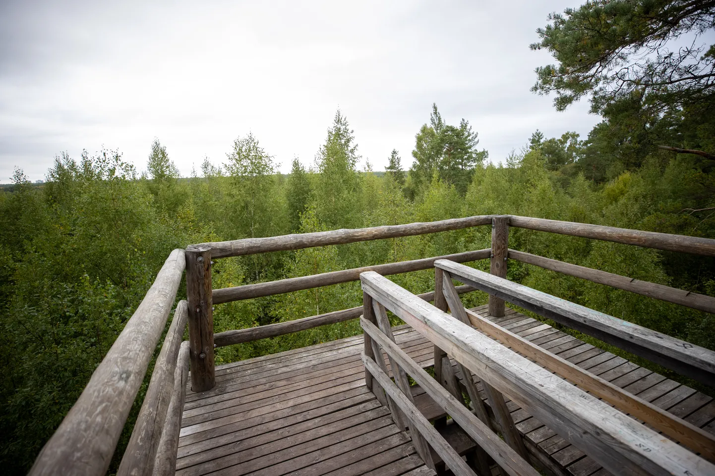 Pääsküla raba servas olevast vaatetornist näeb täna vaid puulatvu. Vahetult pärast torni rajamist oli sealt näha kogu raba.