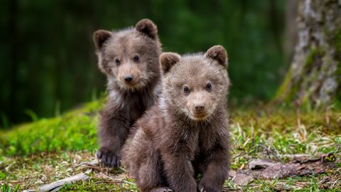 Loodusfotograaf jäädvustas Kõrvemaal karupoegadest südamliku hetke