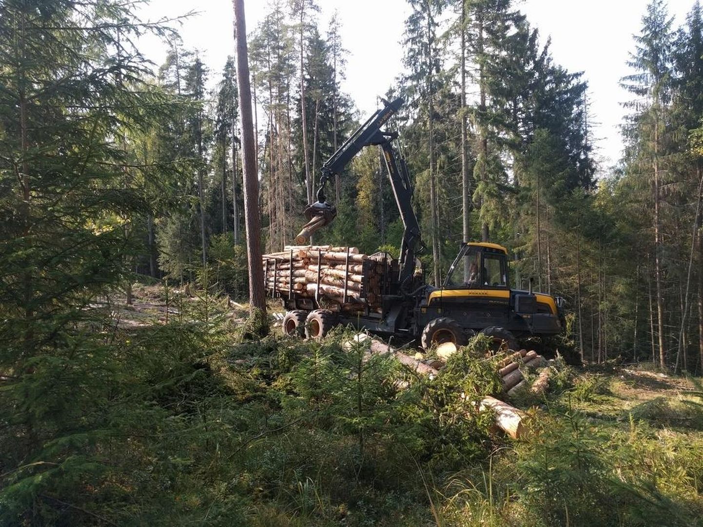 Metsamaterjali väljavedu Kääpa maastikukaitsealal.