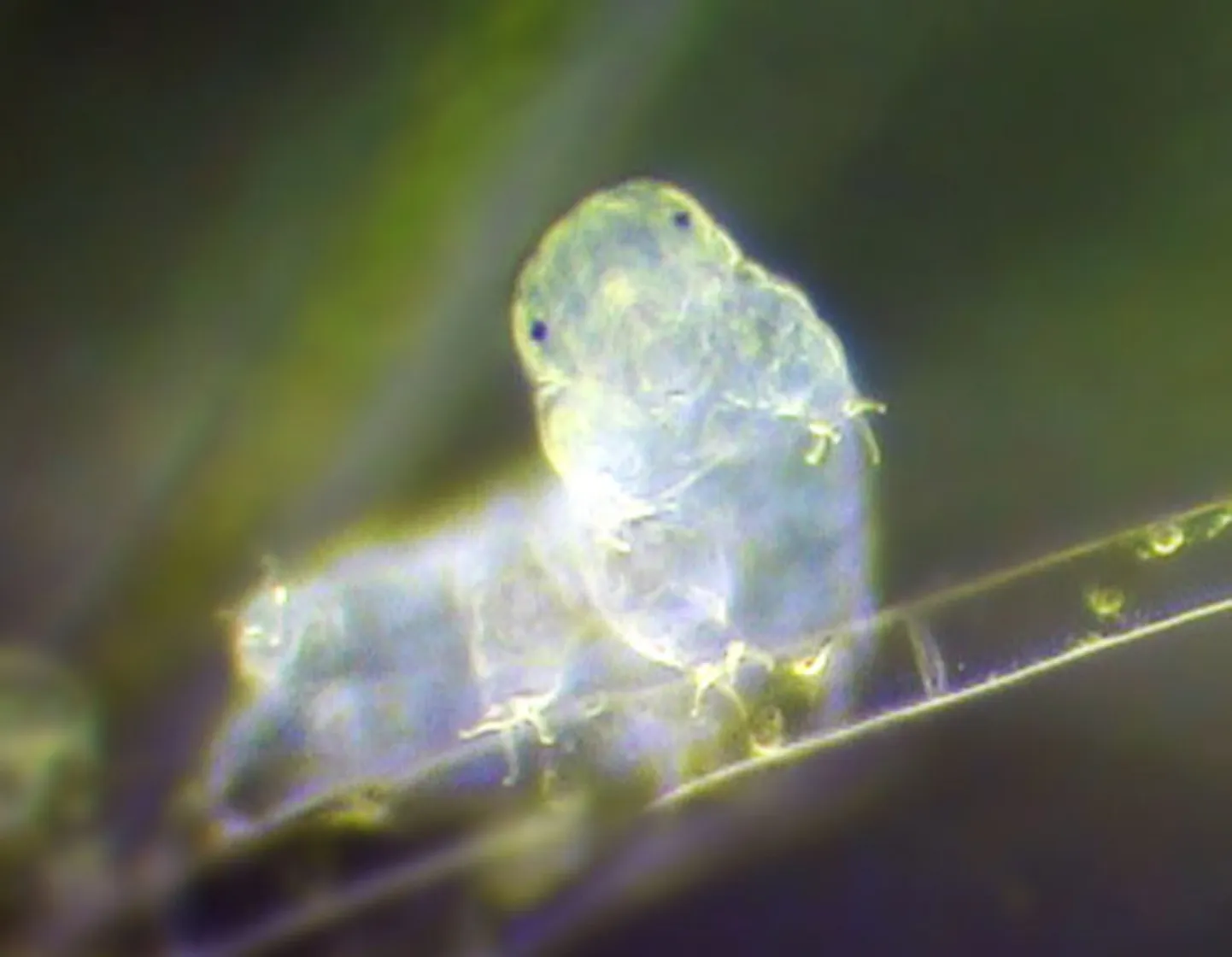 Loimur ehk tardigraad.