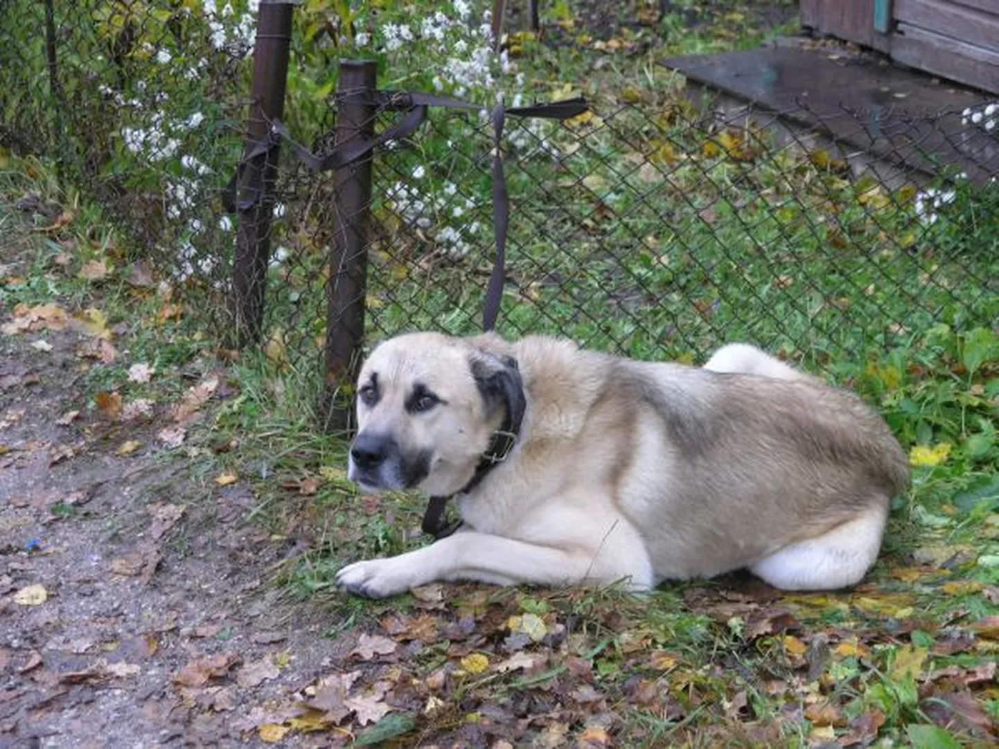 Ilutulestikuga kaasnev müra võib loomi ehmatada ja nad võivad kodust ära joosta. Pilt on illustreeriv.