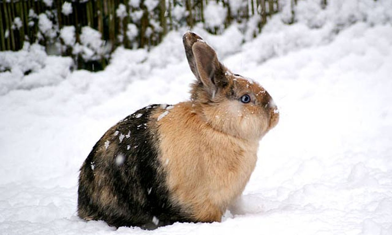 кролик зимой. кролики родились зимой. фото кролика зима. шиншилла заяц. черный водяной кролик.