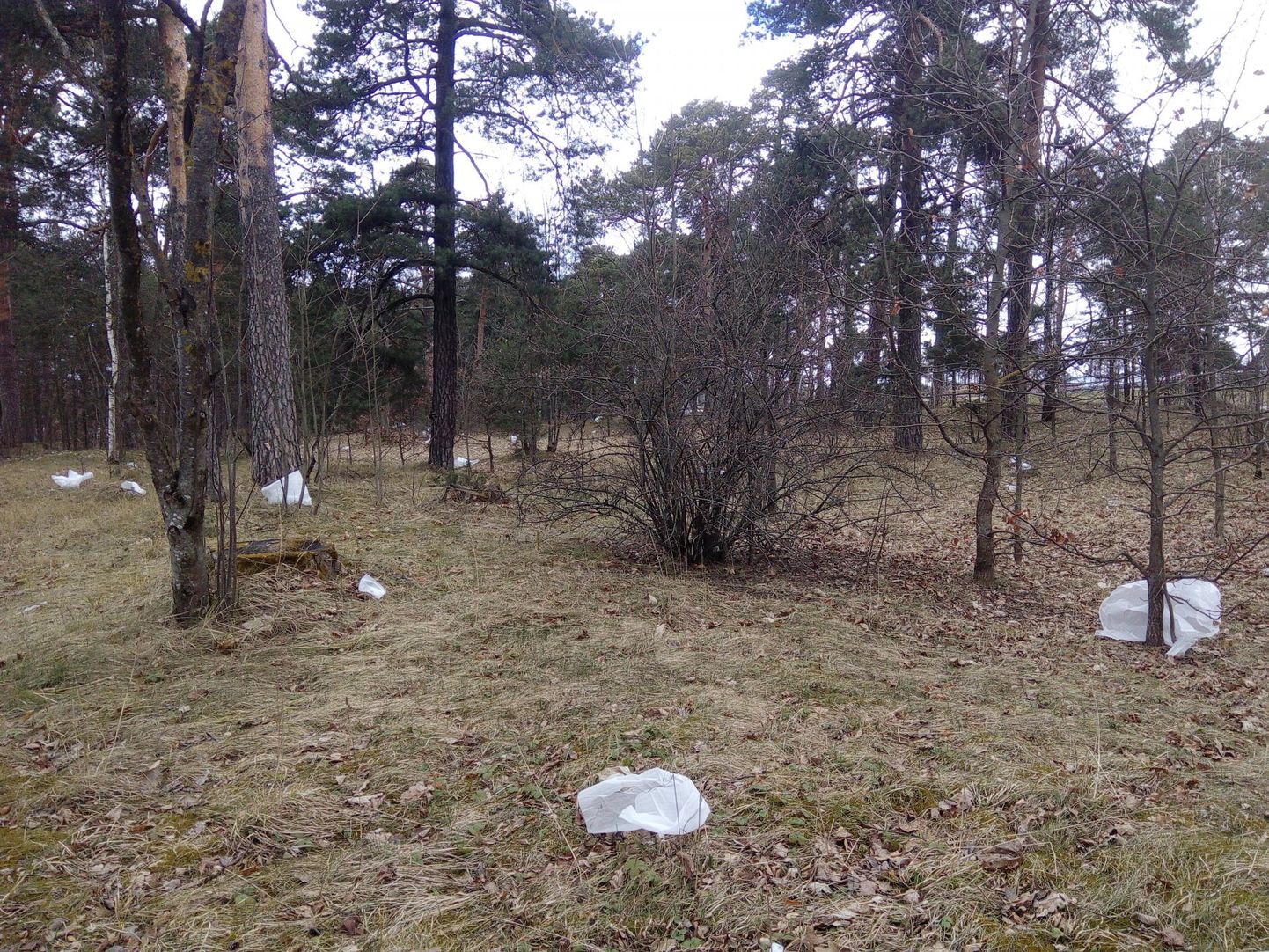 Pärnu Raeküla metsa Liivi tee ja Riia maantee vahelisele alale on tekkinud kümned pakendid ja kilekotid.