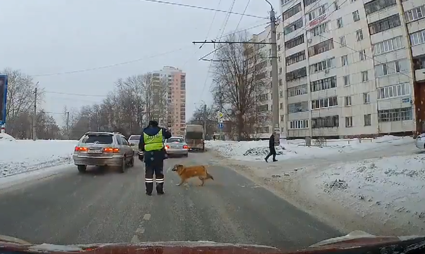 Собака переходит дорогу.