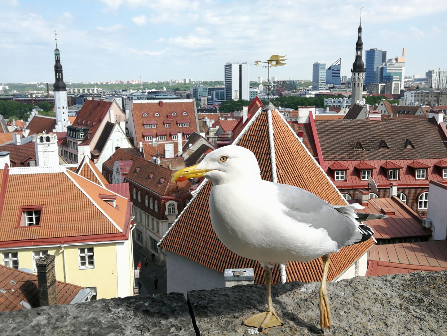 Et Tallinna vanalinna enam väärtustada, mõeldakse, kuidas hajutada turiste paremini ja kasutada ka platvorme, kust avanevad võimsad vaated.