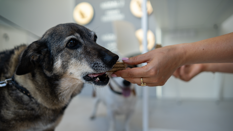 Expert: Proper Pet Nutrition Can Transform Health in Three Weeks