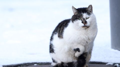 Как себя чувствует переехавший в Эстонию кот, у которого был выявлен Covid-19?