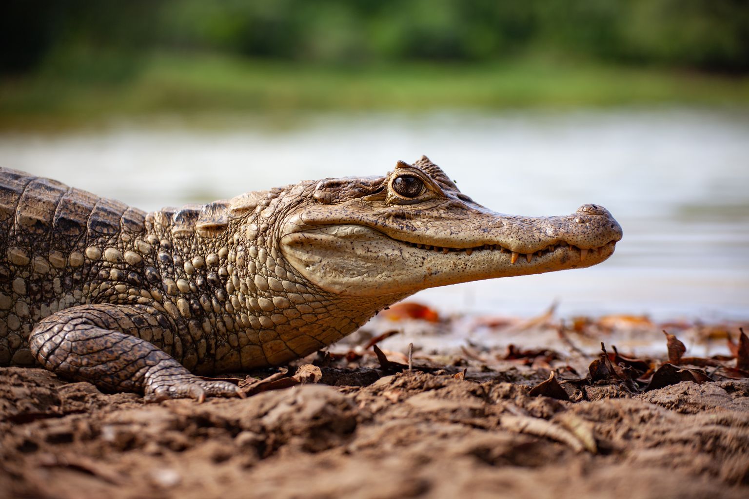 Крокодил. Иллюстративное фото