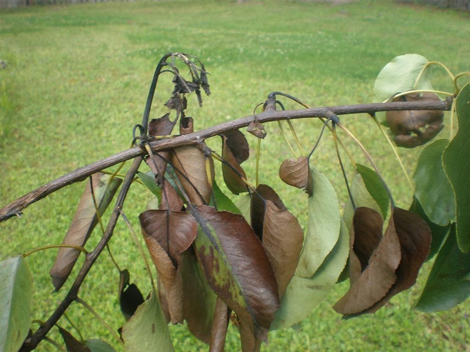 Viljapuu-bakterpõletiku kahjustus sarnaneb põletusega – lehed, õied ja viljad muutuvad pruuniks või mustaks, kuid ei varise.