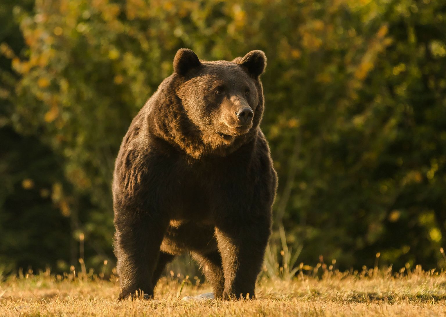 Pildil Euroopa suurim karu Arthur, kelle keskkonnaorganisatsiooni Agent Green andmetel lasi Liechtensteini prints maha