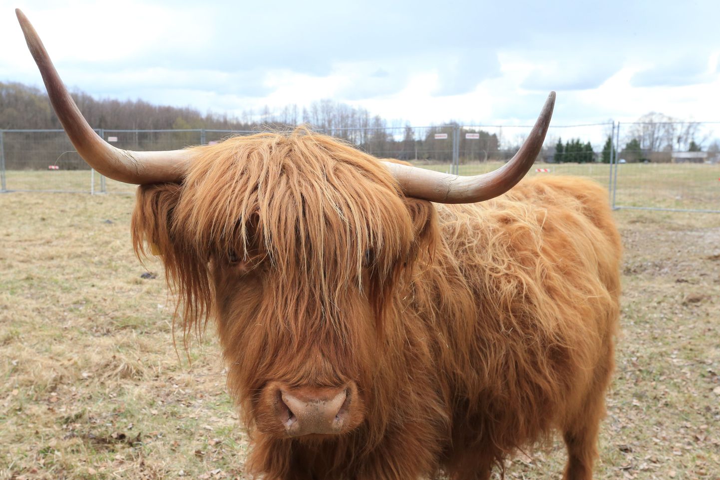 Шотландская горная корова.