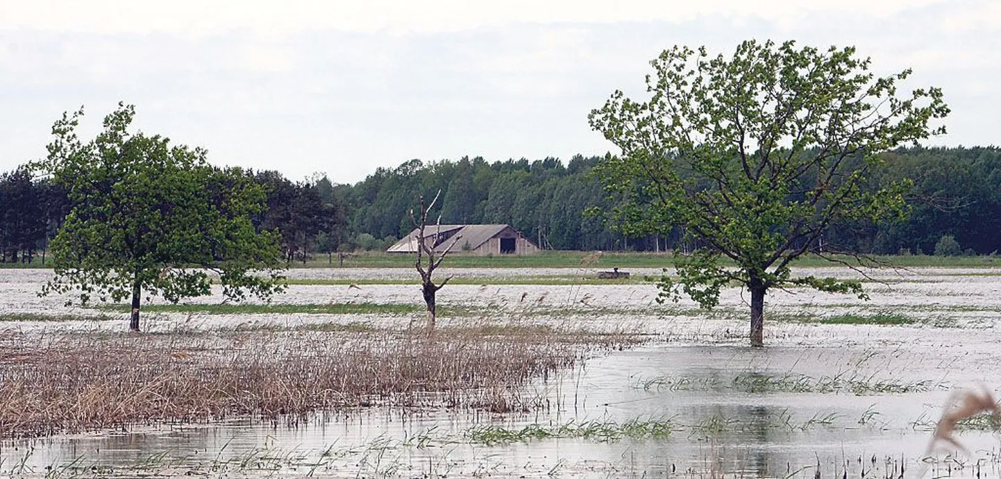 Lindude rõõm ja maaomanike nuhtlus: tammilt saab vaadelda vees kõrguvaid lehtpuid ning taamal sulistavaid hane-, pardi- ja luigeparvesid, kuid maaomanikud on pahased.