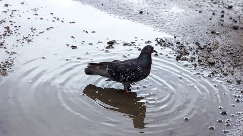 Letošnje poletje v Latviji bolj mokro kot običajno, Gulbene z največ padavinami