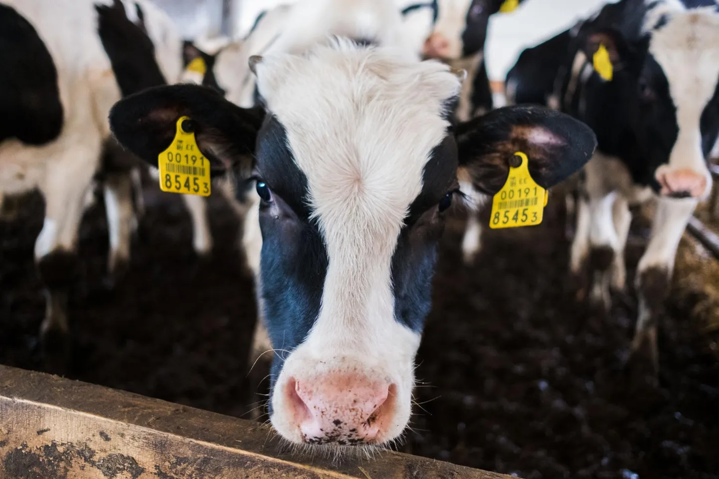 Eestimaa lehmade piimast toodetakse Järva-Jaani meiereis vadakupulbrit, mida kasutatakse Hiinas kuni kuuekuulistele lastele rinnapiima asendaja tootmises.