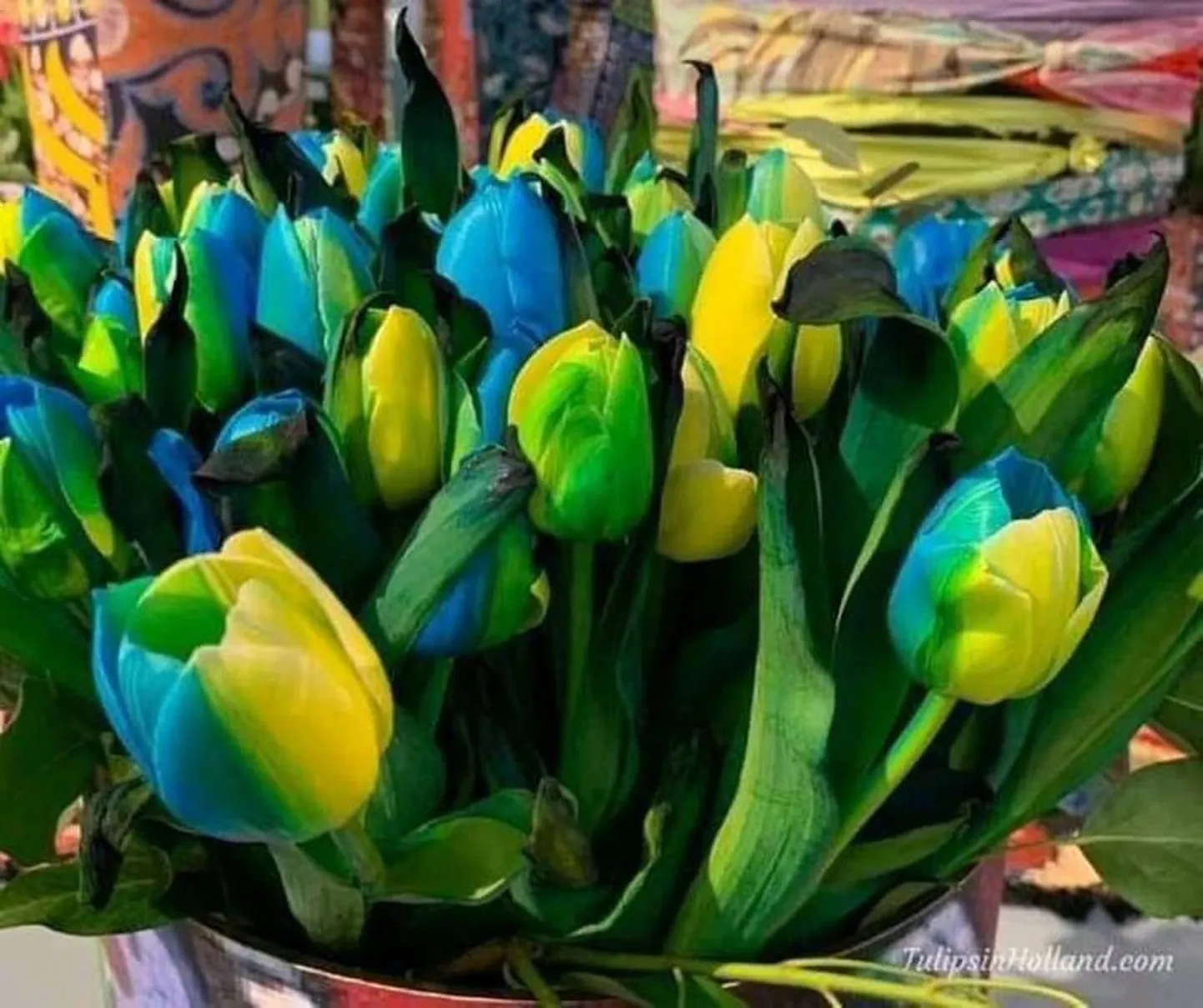 Ukraina lipuvärvides tulbid.