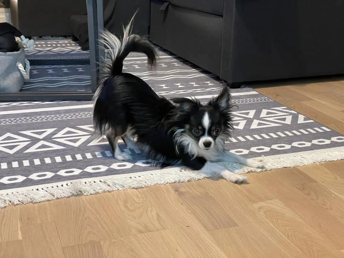 Palju läbi elanud koerad kohanevad uute kodude ja normaalse koeraeluga.