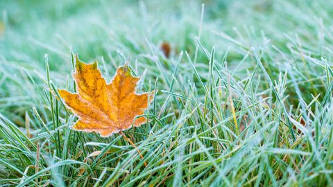 V Latviji ponoči možna prva jesenska slana