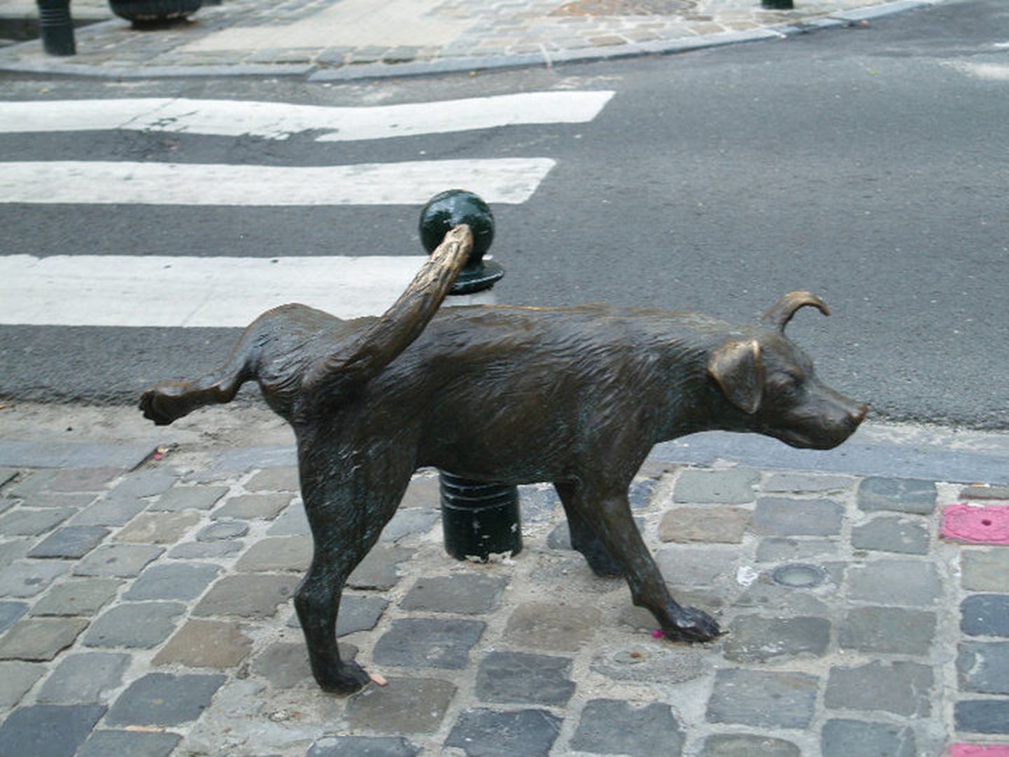 А в центре Брюсселя водятся такие такие собачки.