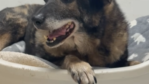 VIDEO ⟩ Palīdzi! Suns Barsiks patversmē "Ulubele" skumst pēc mājām