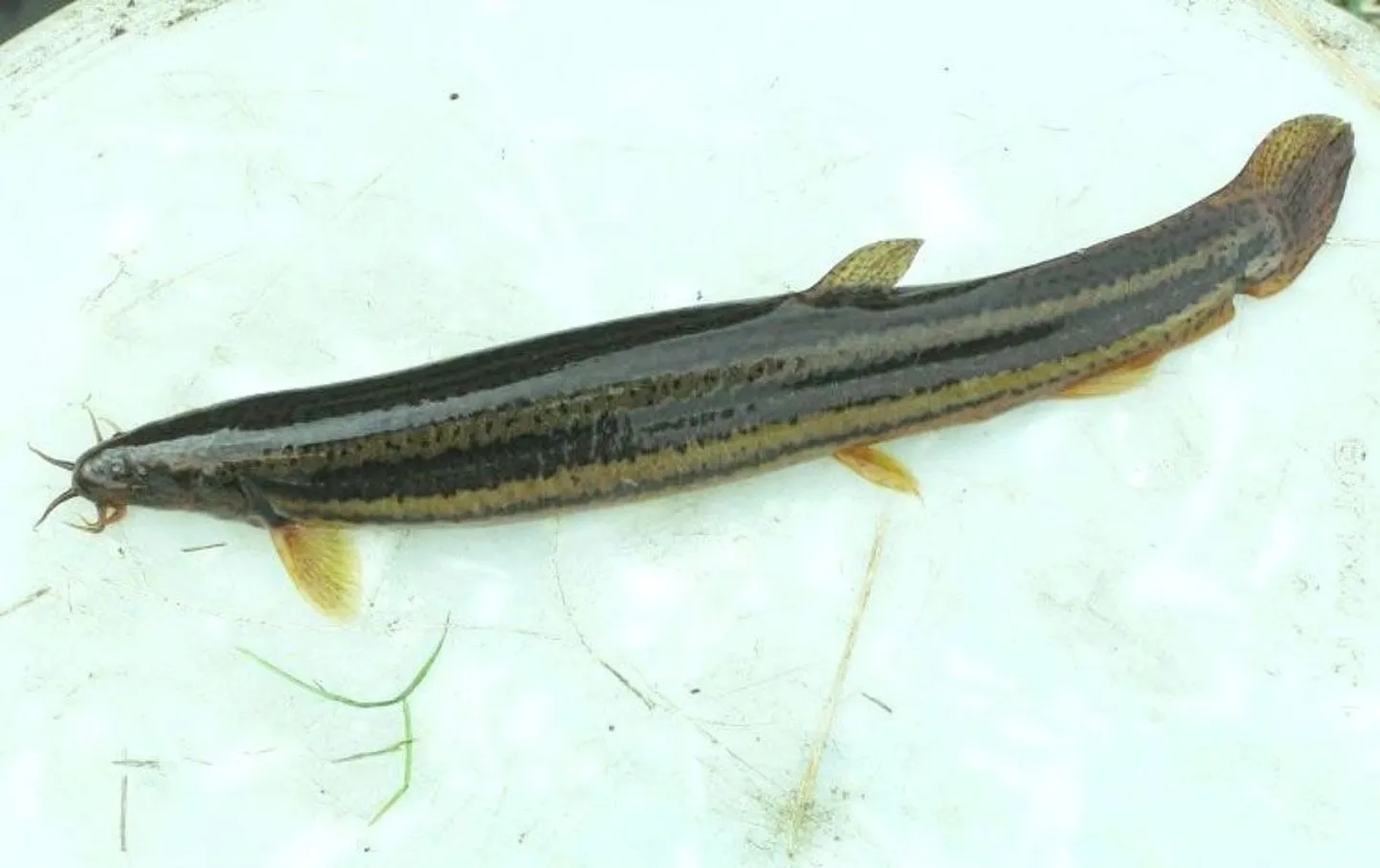 Saulepi all võrku jäänud vingerjas on teadaolevalt selle liigi teine registreeritud leid Pärnu lahest.