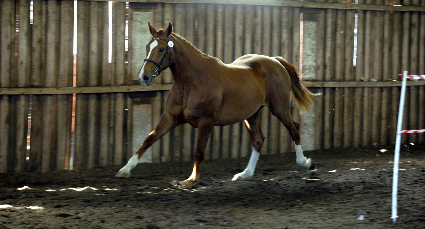 Tori hobusekasvanduse ringrajal toimuvad hobuste sõidu- ja veokatsed Eesti, Tori ja Eesti raskeveo tõugu hobustele. Foto on illustreeriv.