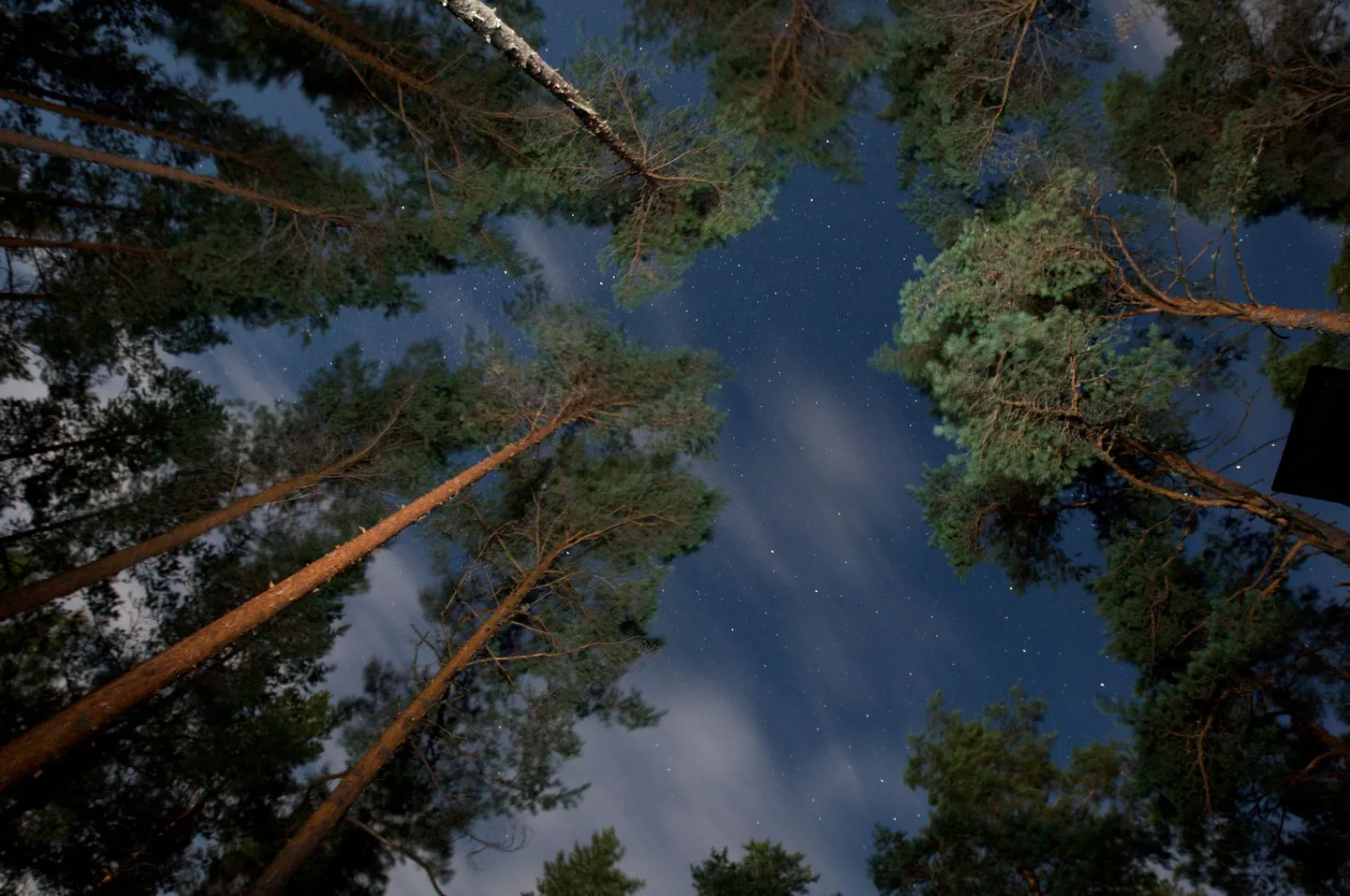 Augustikuu tähistaevas Meenikunno rabas