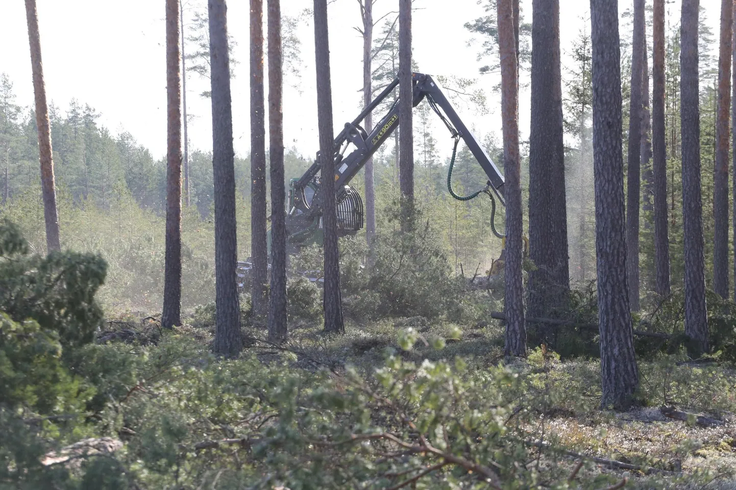 Harvesterid tuleb lindude pesitsusrahu ajal seisma jätta.