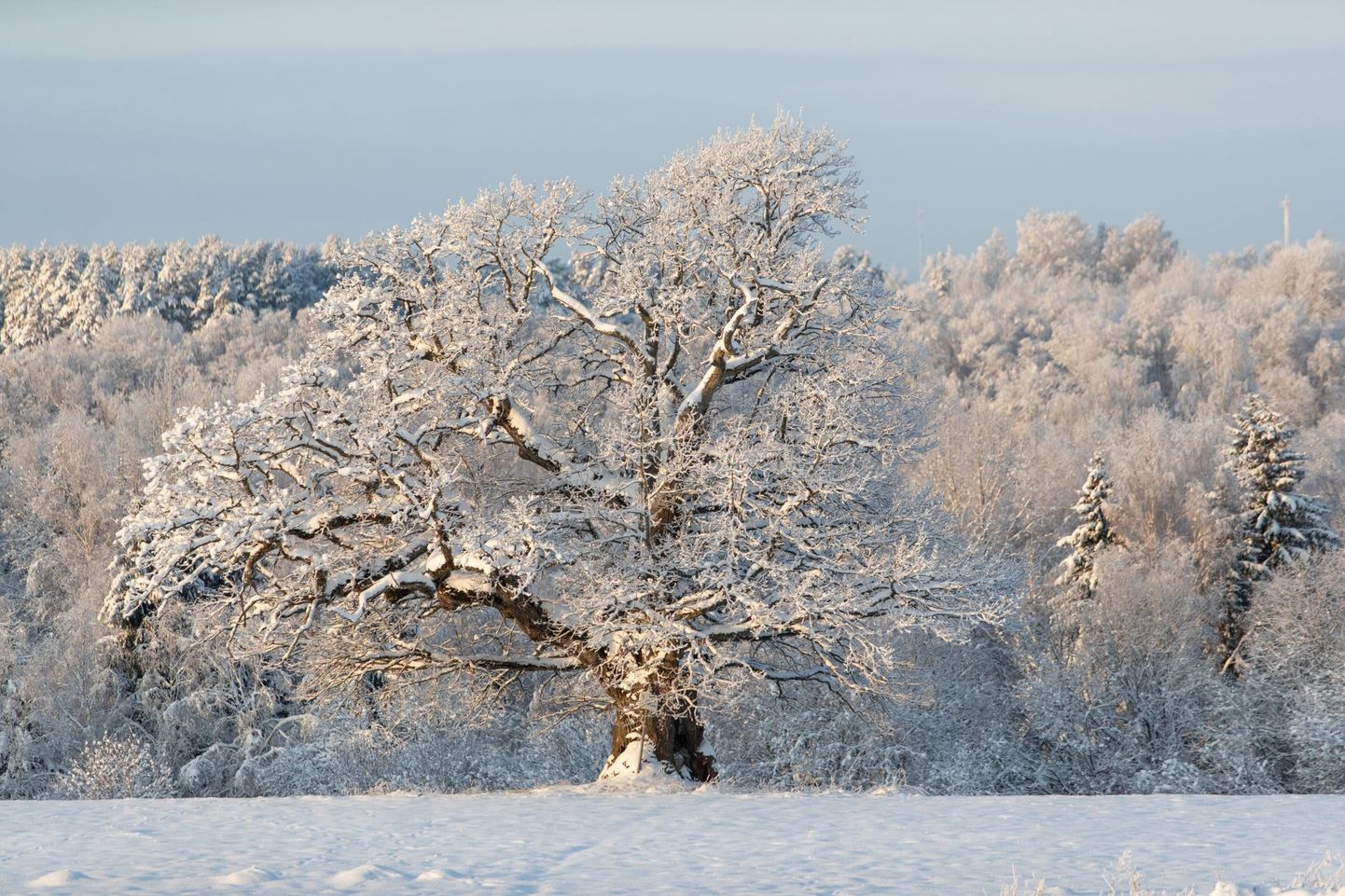 Suuremal osal maast, Põhja- ja Ida-Eestis, püsis lumi maas umbes 90 päeva, alates novembri viimasest kolmandikust kuni veebruari viimase kolmandikuni.