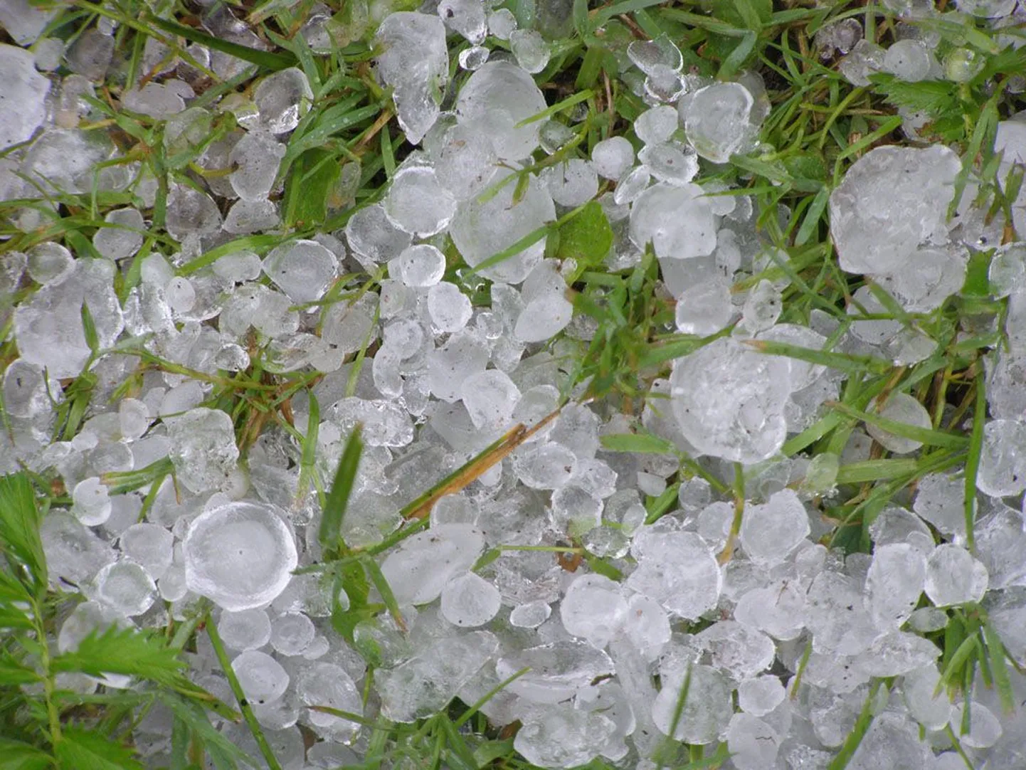 Artikli foto