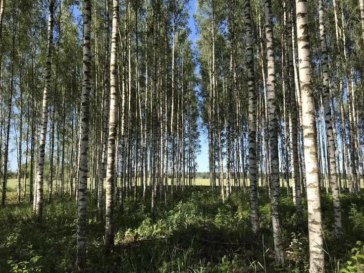 Istandikud: kas oht loodusele või päästerõngas kasutult seisvatele maadele?