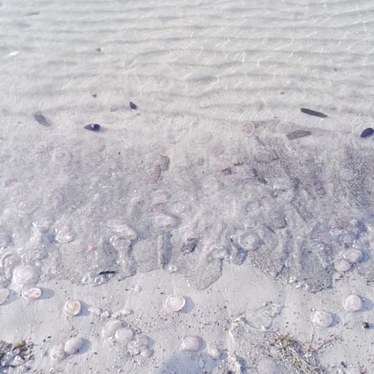 Пляж Пирита усеян медузами