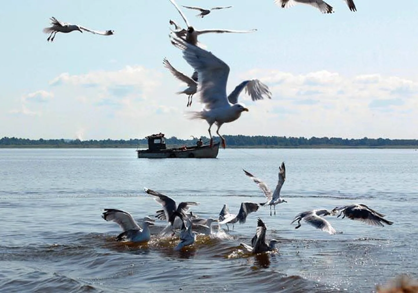 Võrtsjärv