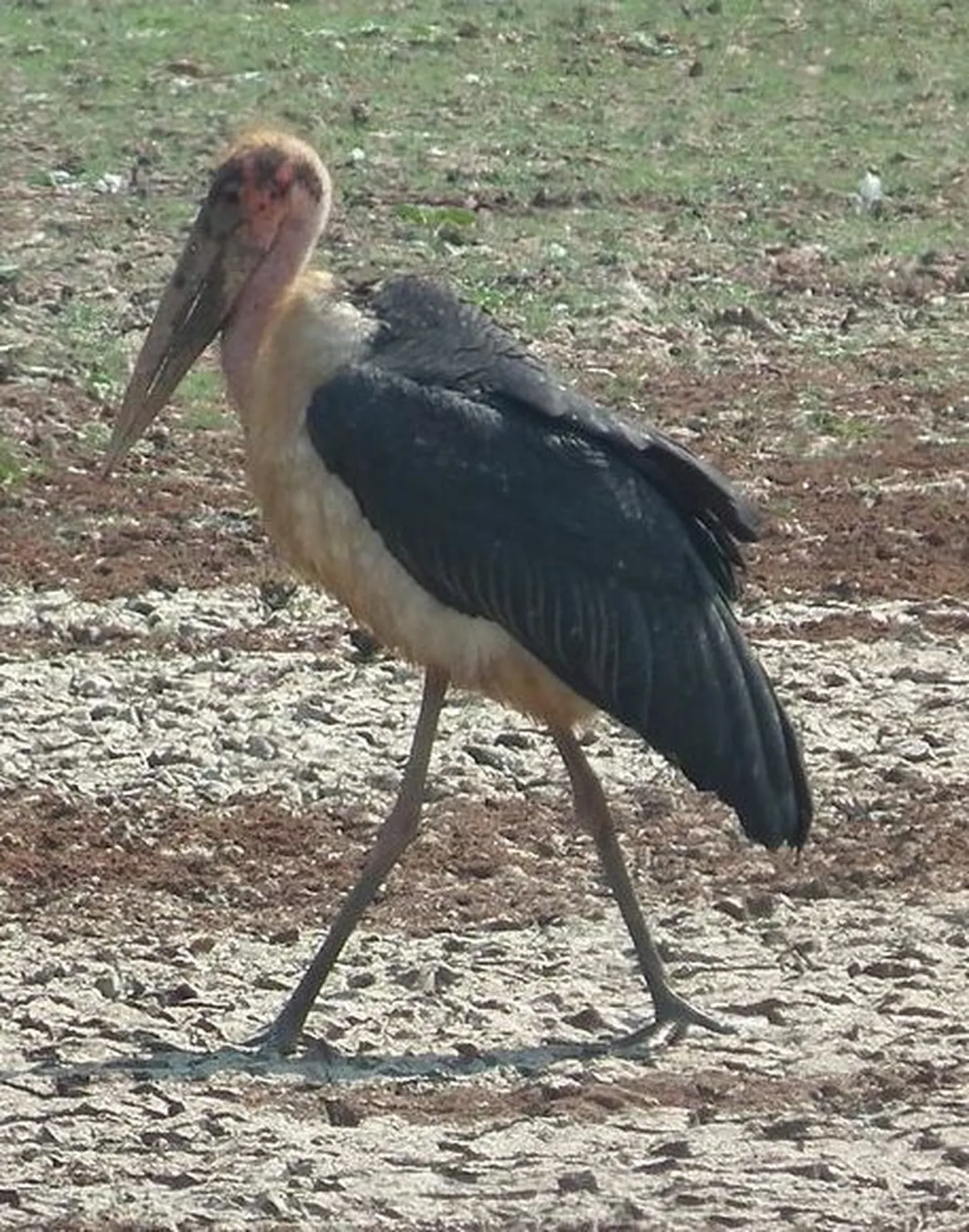 Tänapäeval elav aafrika marabu. Ta kauge esivanem Leptoptilos robustus oli märgatavalt suurem