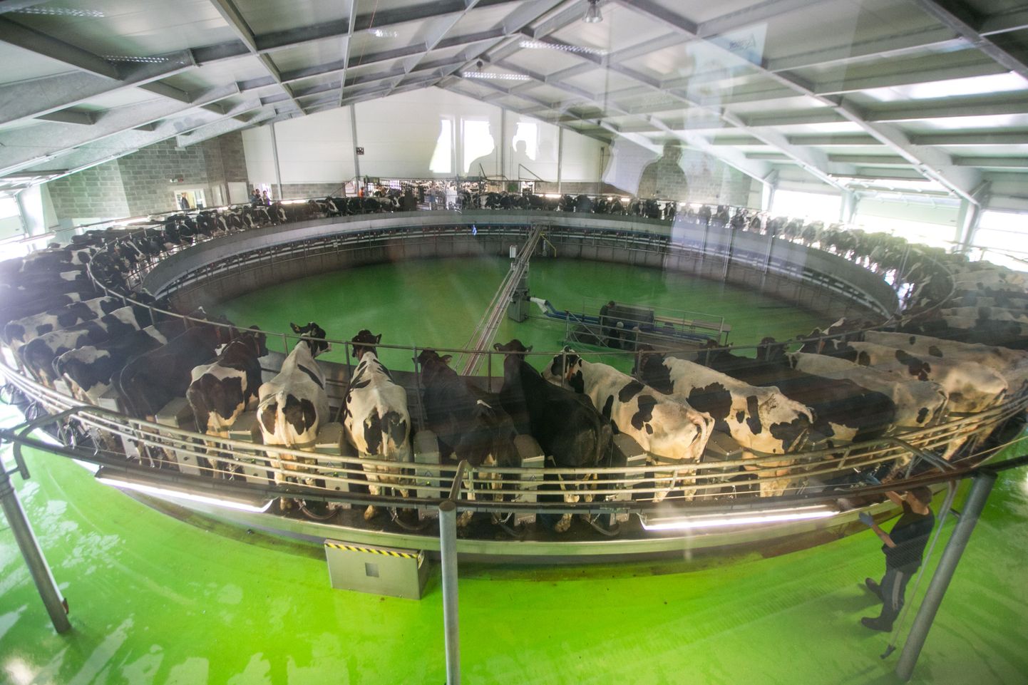 Järvamaal asuvas Väätsa Agro piimafarmis on kasutusel üks suuremaid lüpsikarusselle Euroopas, kuhu mahub korraga 80 lehma.