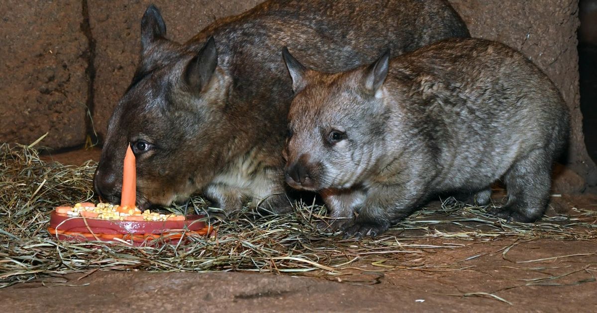 Mõnus päev: vombatinunsu tähistas esimest sünnipäeva