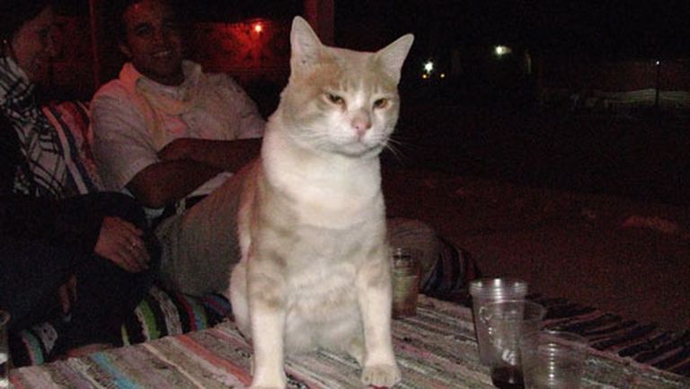 Vakara īpašais viesis - beduīnu kaķis 