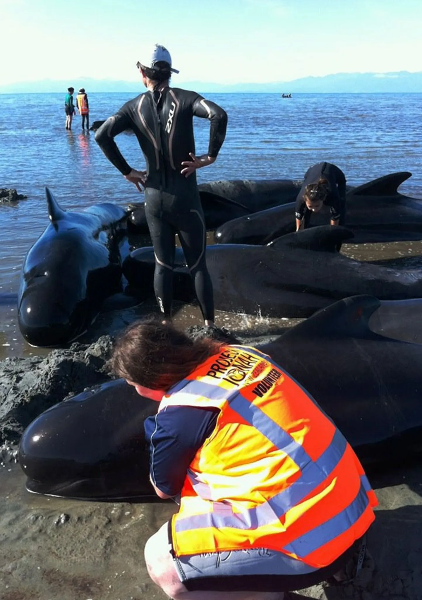 В Новой Зеландии спасают китов.