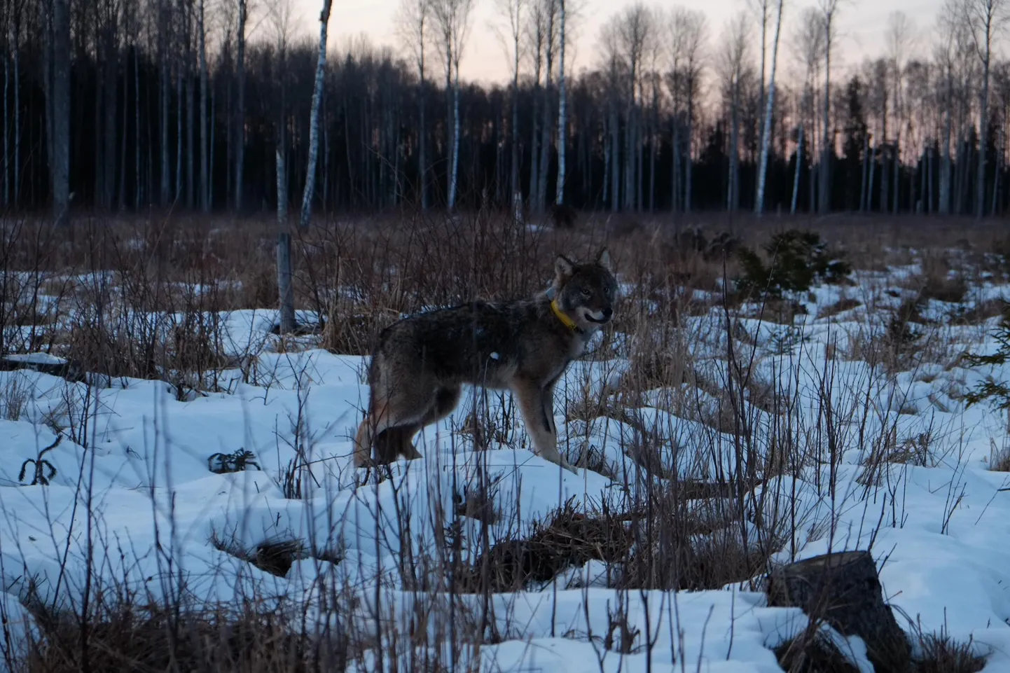 Keskkonnaagentuuri spetsialisti sõnul on noor isahunt heas vormis ja peaks iseseisvalt hakkama saama küll.