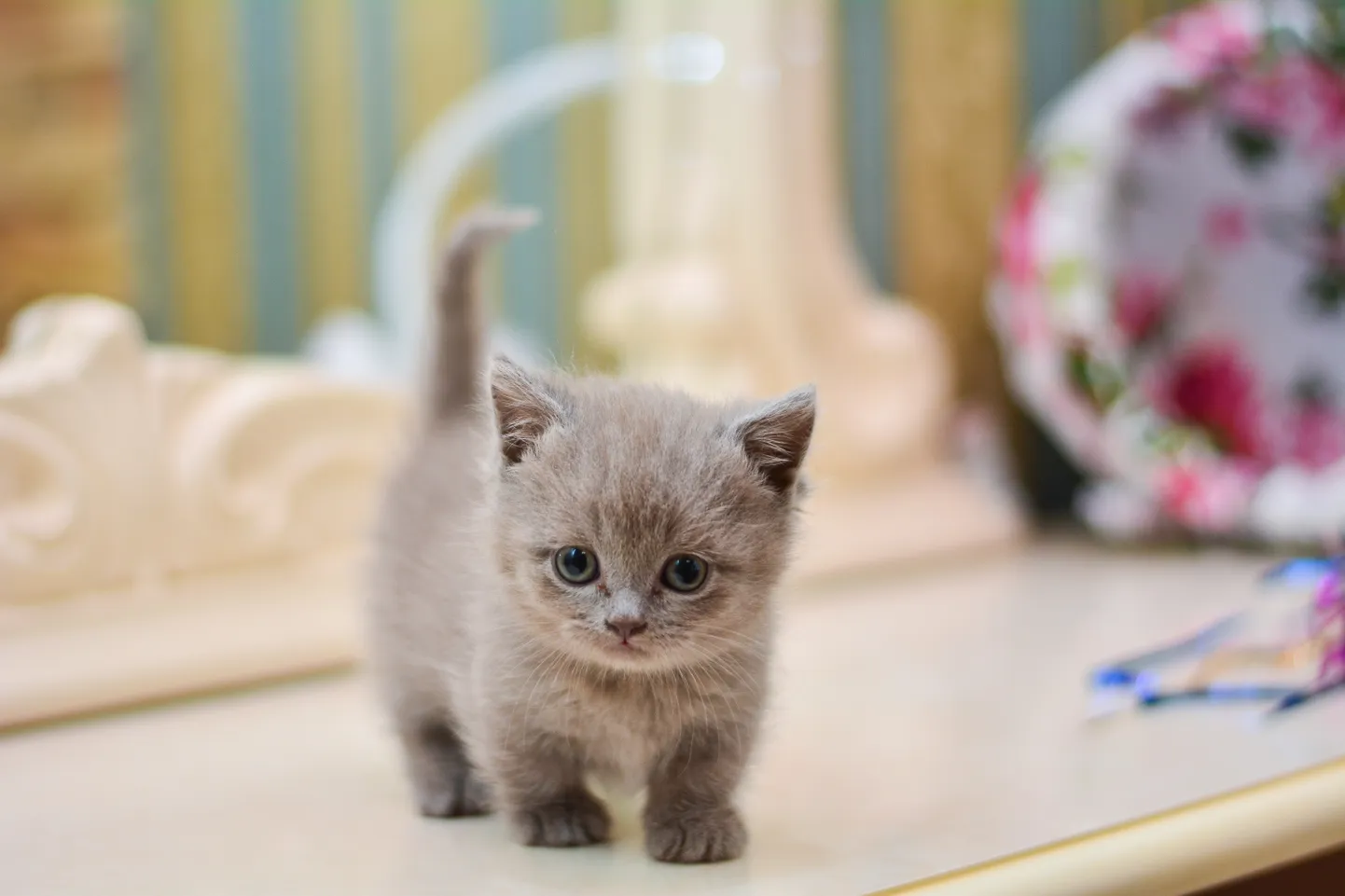 Котенок. Иллюстративное фото.