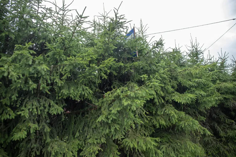 Papiaru tee ja Näituse tänava ristmikul on üks bussipeatuse tähis lootusetult võssa kadunud.