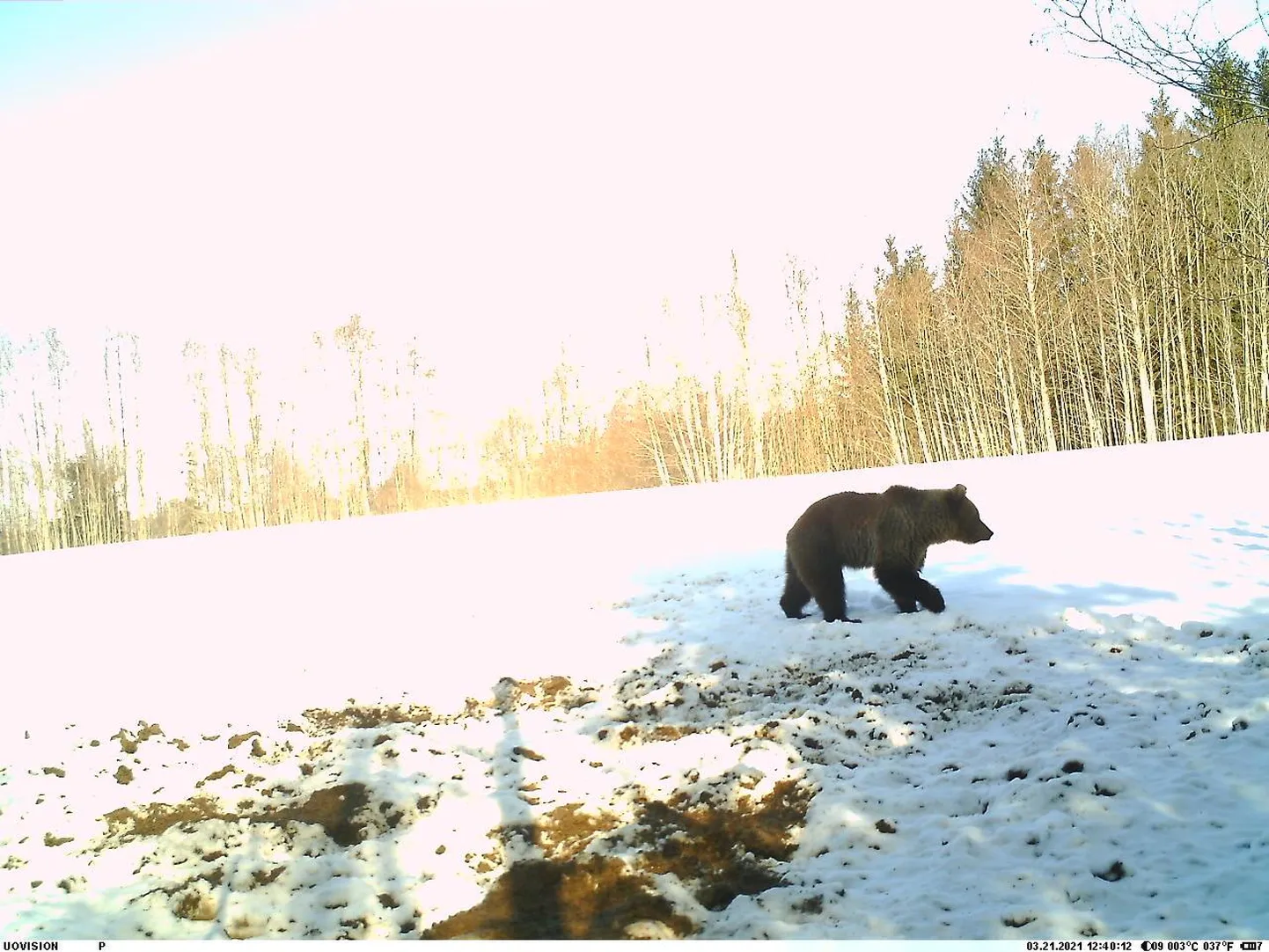 Massiaru kandis tatsas talveunest ärganud karu.