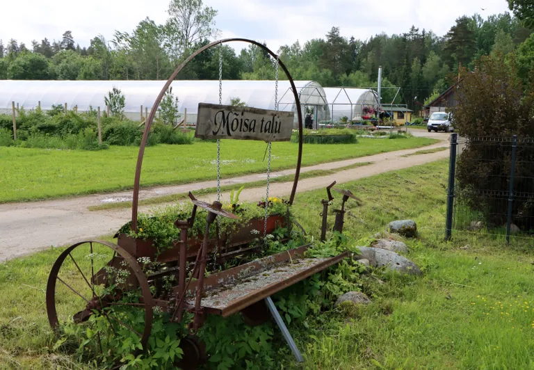 Mõisalille nimi on tuletatud talu nimest.