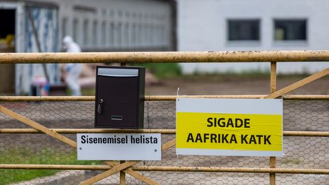 SUVEPROGNOOS ⟩ Metssead kipuvad lähikuudel taas sigade Aafrika katku levitama