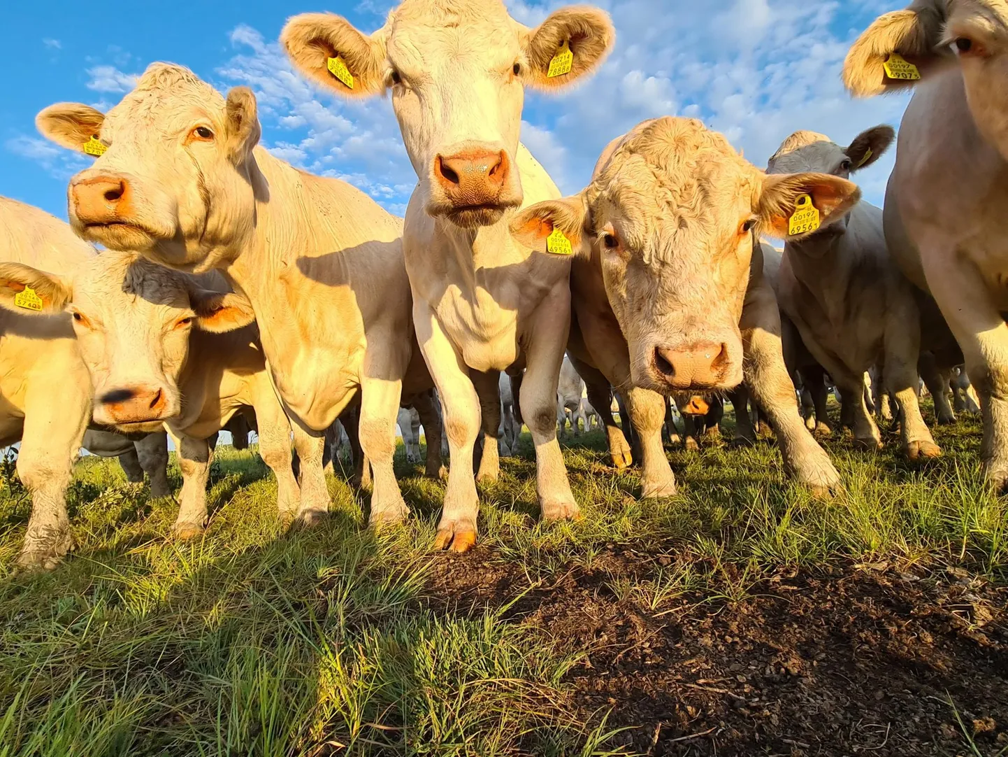 Eestis on lihaveiste hind praegu Soomega võrdne, mida pole kunagi varem olnud. 2 × Erakogu