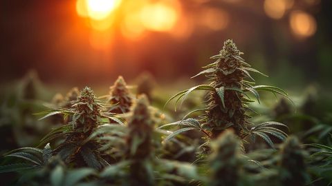 Kanepi kõrvalmõju kohta tehti uus avastus